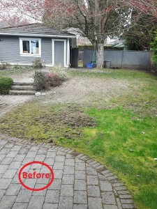 2020-3-22parsaei-back-yard-3